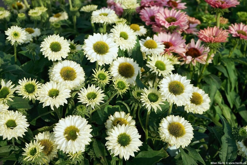 Ežiuolė 'Sunseekers White Perfection'