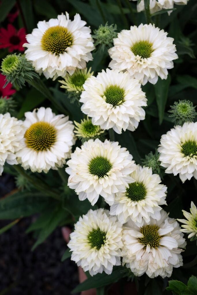 Ežiuolė 'Sunseekers White Perfection'