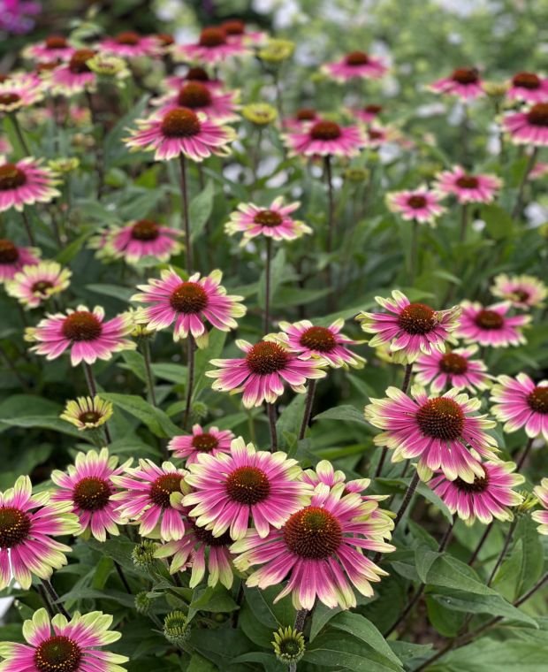 Ežiuolė 'Sweet Sandia' - Image 2