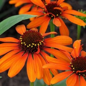 Ežiuolė 'Tiki Torch'