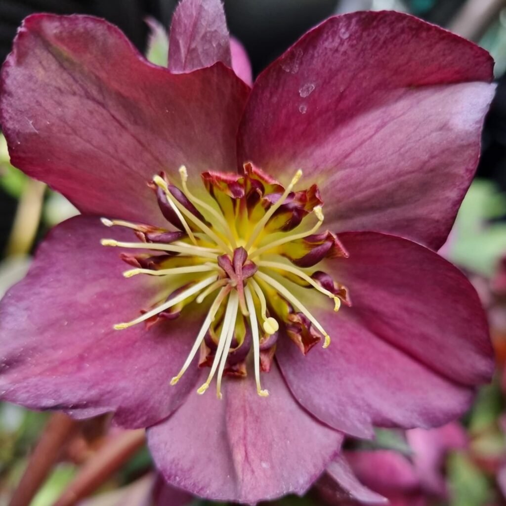 Eleboras 'Star of Passion'