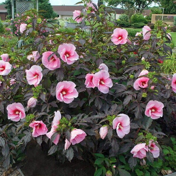 Kinrožė 'Carousel Pink Candy'
