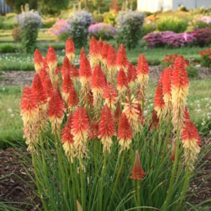 Knifofija 'Rocket's Red Glare' - Image 2
