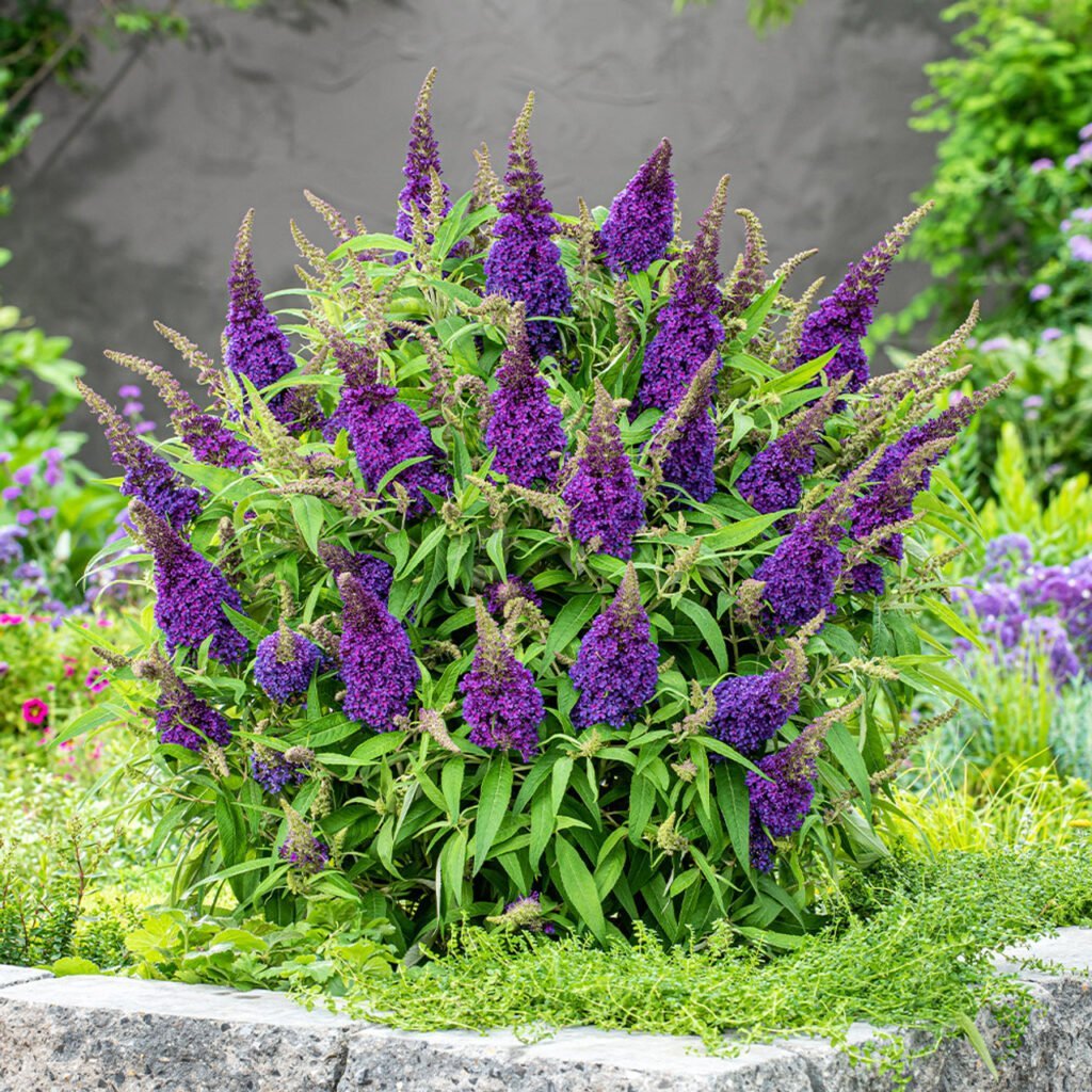 Budlėja 'Butterfly Candy Purple'