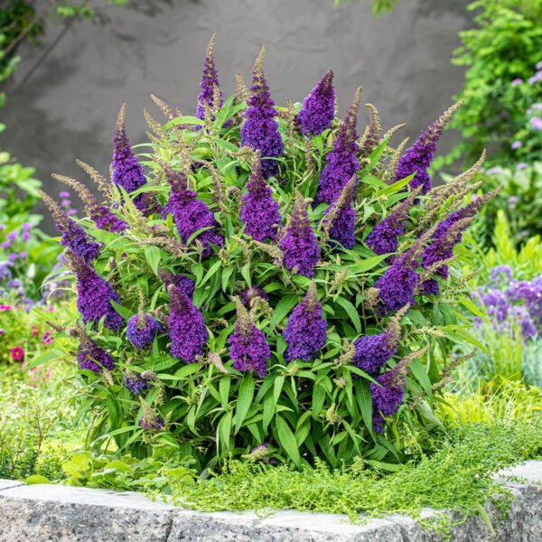 Budlėja 'Butterfly Candy Purple' - Image 2