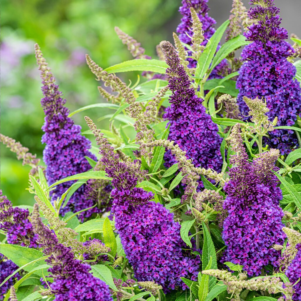 Budlėja 'Butterfly Candy Purple'
