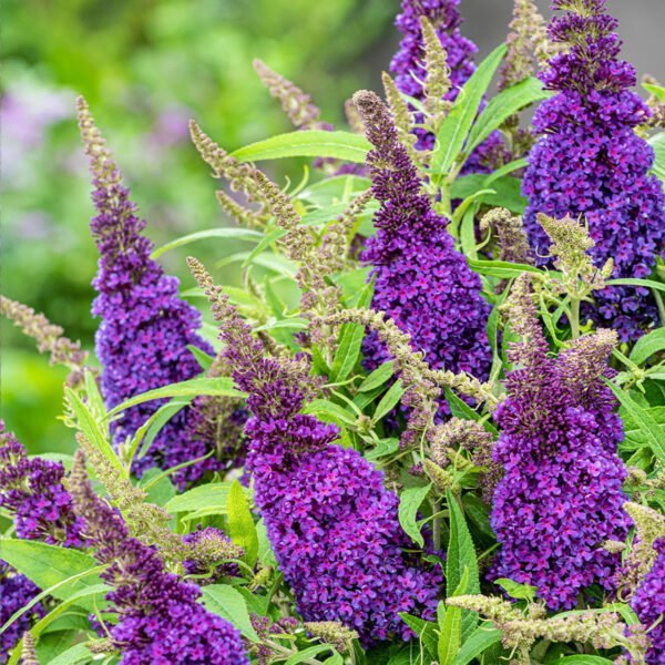 Budlėja 'Butterfly Candy Purple'