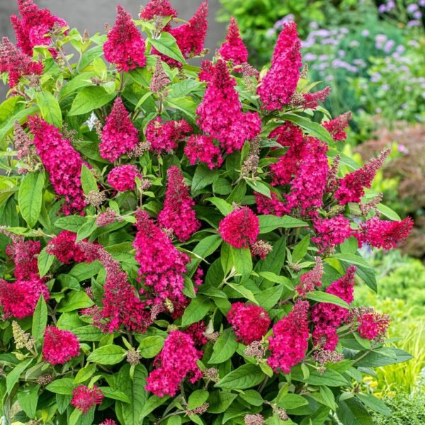 Budlėja 'Butterfly Candy Ruby'