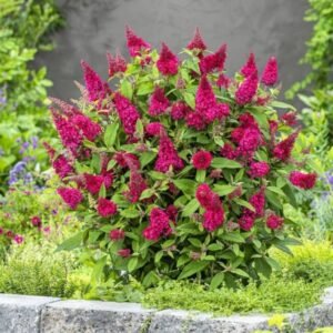 Budlėja 'Butterfly Candy Ruby' - Image 2