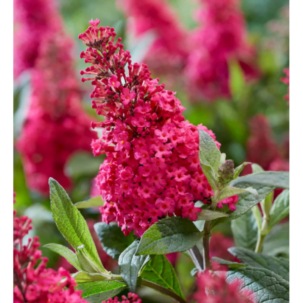 Budlėja 'Butterfly Candy Ruby' - Image 3