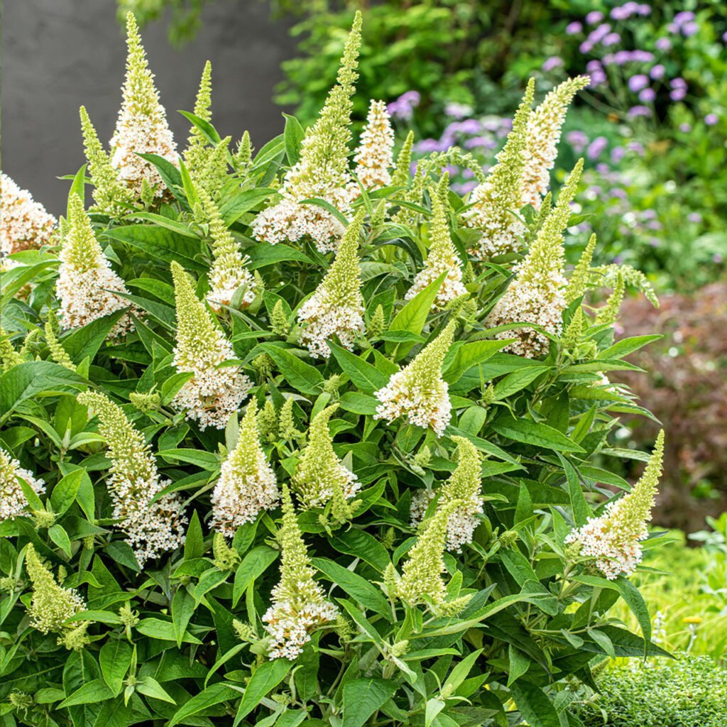 Budlėja 'Butterfly Candy White'