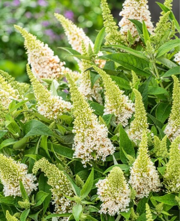 Budlėja 'Butterfly Candy White'