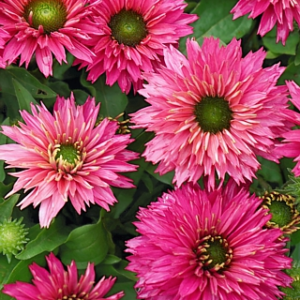 Ežiuolė 'SunSeekers Sweet Fuchsia' - Image 2