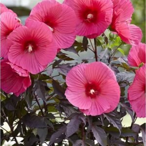 Kinrožė 'Pink Passion' - Image 2