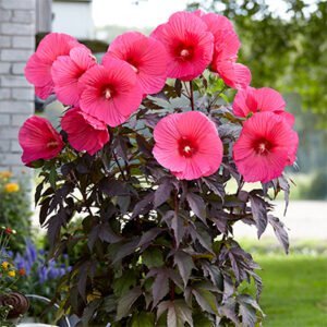 Kinrožė 'Pink Passion' - Image 3