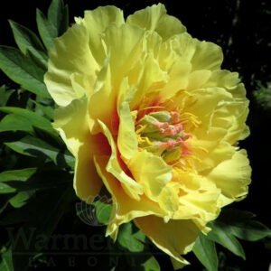 Bijūnas 'Garden Treasure' - Image 2