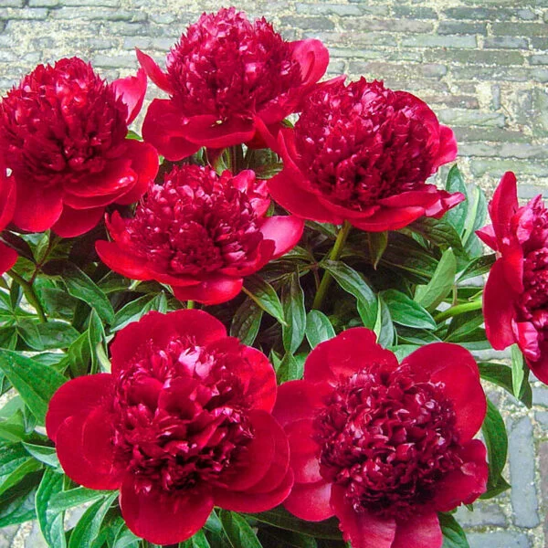 Bijūnas 'Red Charm'