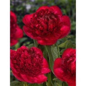 Bijūnas 'Red Charm' - Image 2