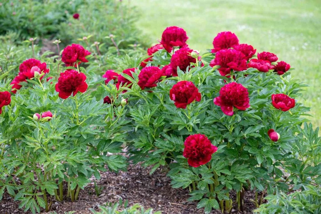 Bijūnas 'Red Charm'