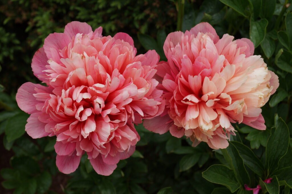 Bijūnas 'Lorelei'
