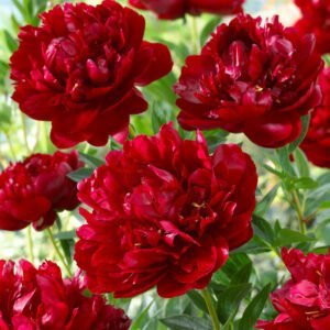 Bijūnas 'Buckeye Belle' - Image 2