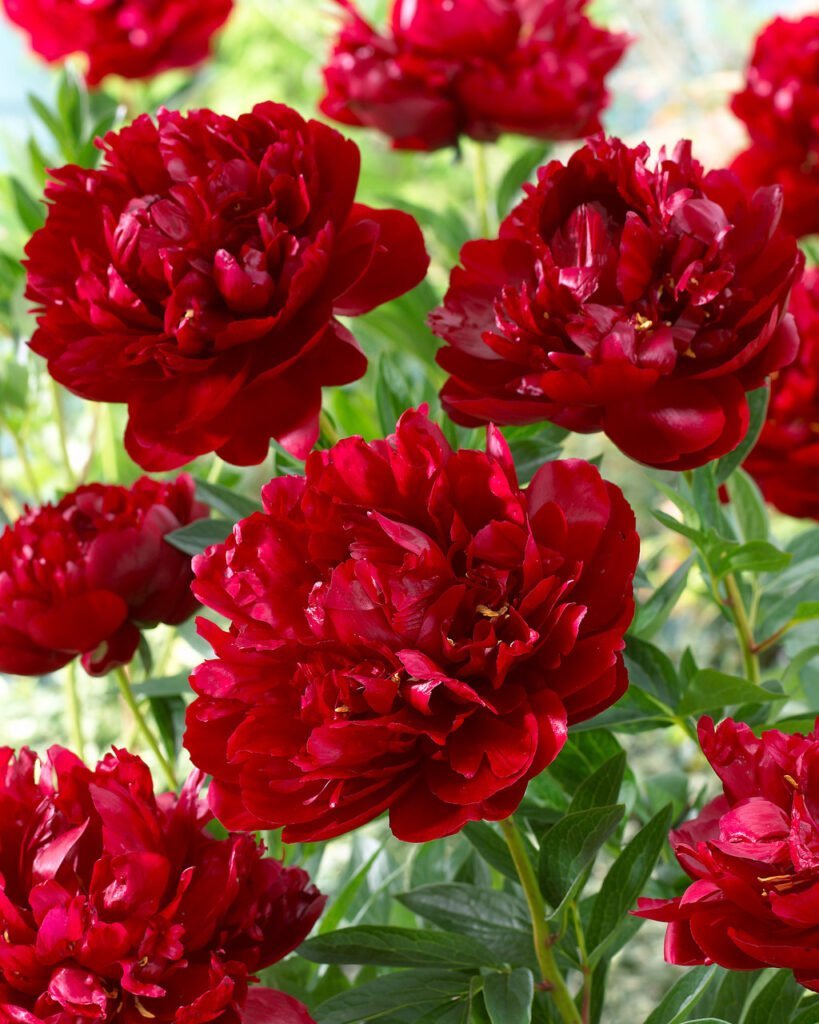 Bijūnas 'Buckeye Belle'