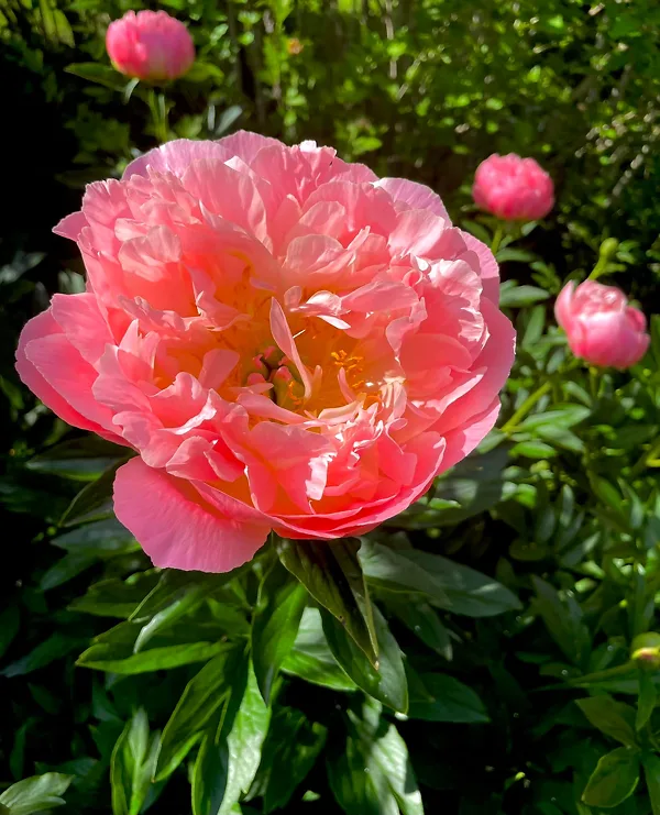 Bijūnas 'Pink Havaiian Coral'