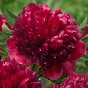 Bijūnas 'Red Grace' - Image 3