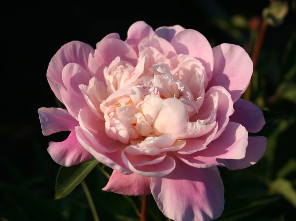 Bijūnas 'Catharina Fontijn'