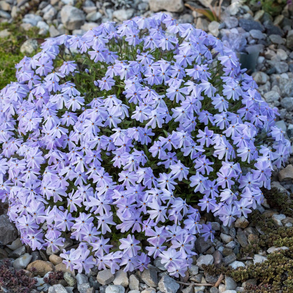 Flioksas 'Emerald Cushion Blue'