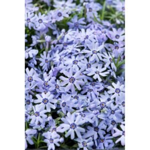 Flioksas 'Emerald Cushion Blue' - Image 2