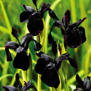 Vilkdalgis juodasis 'Black Form'