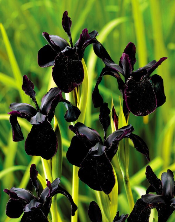 Vilkdalgis juodasis 'Black Form'