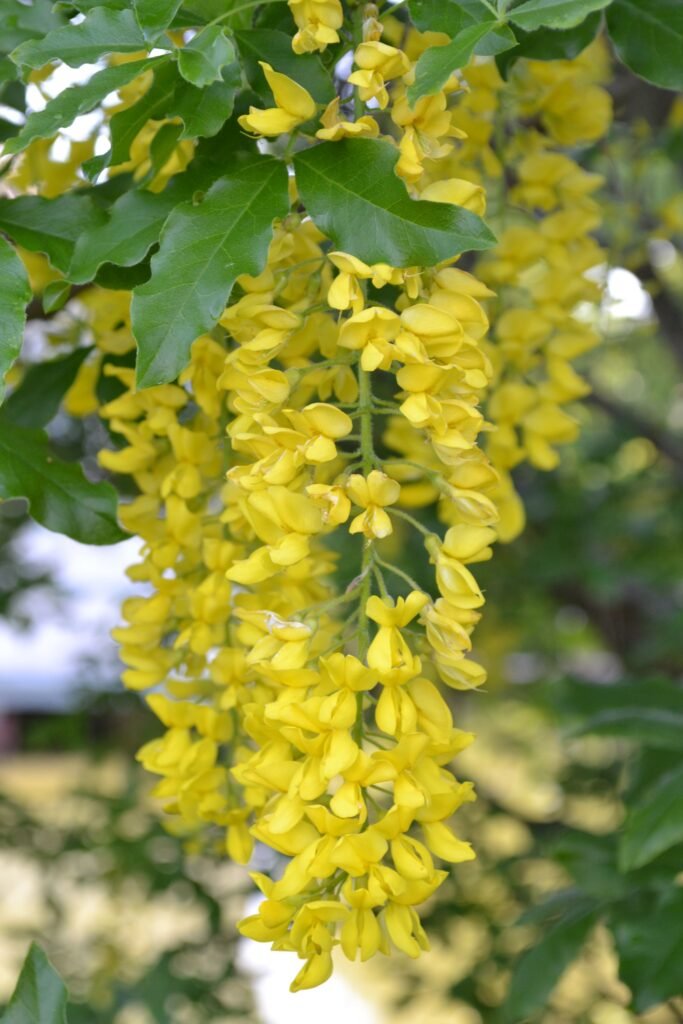 Pupmedis alpinis 'Fastigiata'