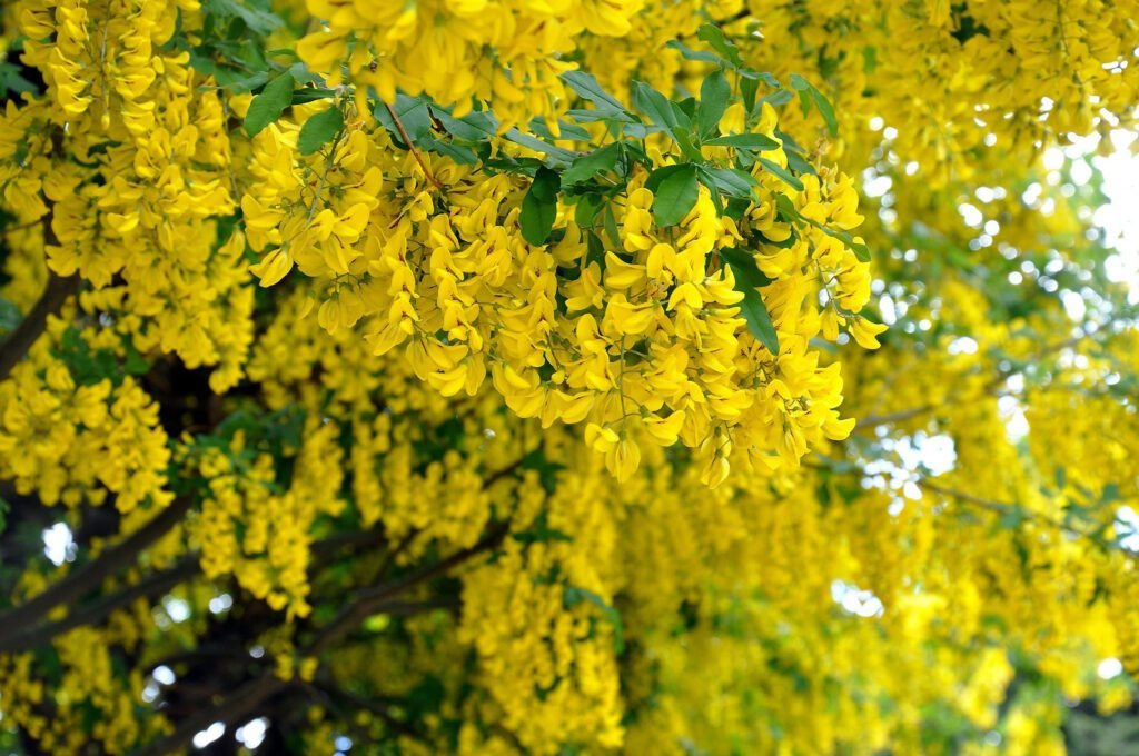 Pupmedis alpinis 'Fastigiata'