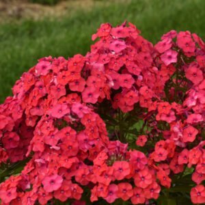 Flioksas šluotelinis ‘Flame Red’ - Image 2