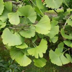 Ginkmedis dviskiautis