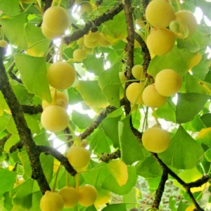 Ginkmedis dviskiautis - Image 2
