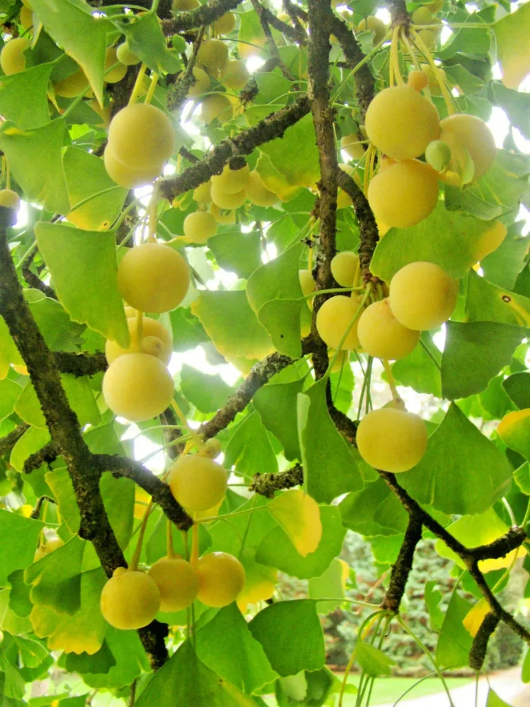 Ginkmedis dviskiautis