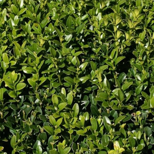 Buksmedis paprastasis - Image 2
