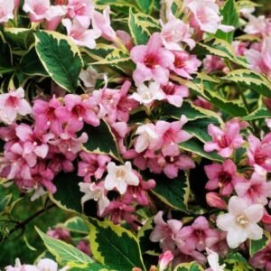Veigėlė gražiažiedė ‘Nana Variegata’