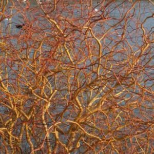 Gluosnis 'Erythroflexuosa' - Image 3