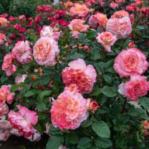 Rožė arbatinė - hibridinė 'Augusta Luise' - Image 3
