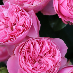 Rožė floribundinė 'Baronesse' - Image 2