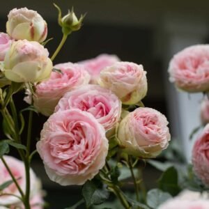 Rožė vijoklinė 'Eden Rose' - Image 2