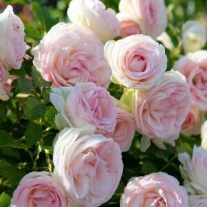 Rožė vijoklinė 'Eden Rose' - Image 3