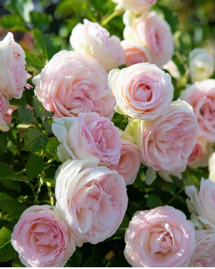 Rožė vijoklinė 'Eden Rose'