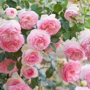 Rožė vijoklinė 'Eden Rose' - Image 4