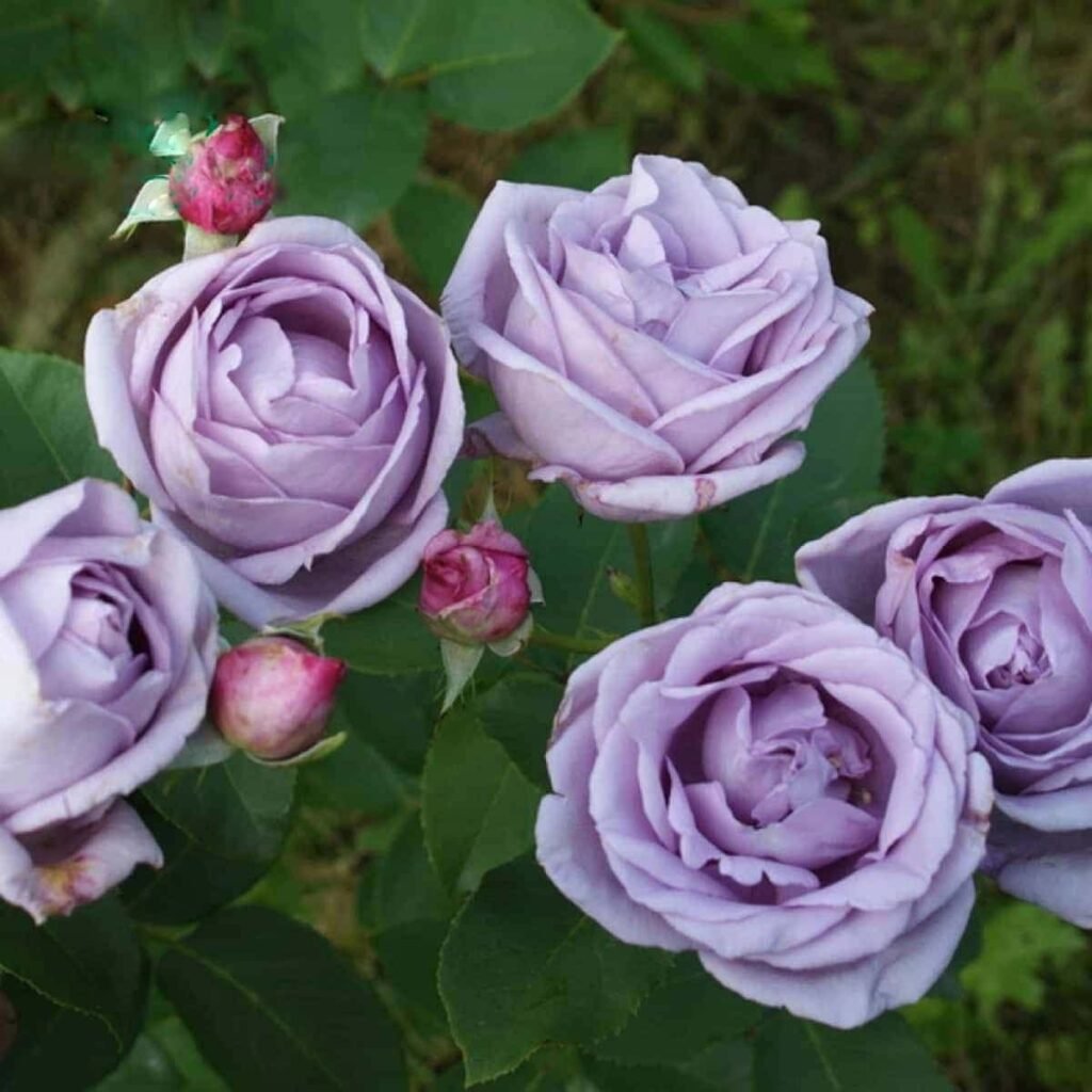 Rožė vijoklinė 'Indigoletta'