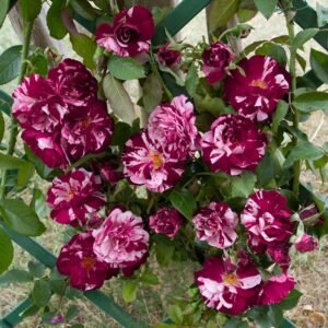 Rožė floribundinė 'New Image' - Image 2